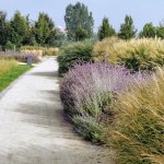 Ścieżki w zielonej ramie: ozdobne trawy, które odmieniają ogród